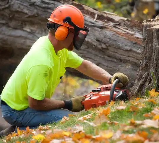 tree services Siracusaville